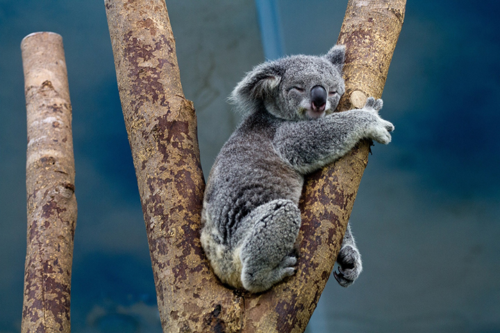 Koala Sleeping