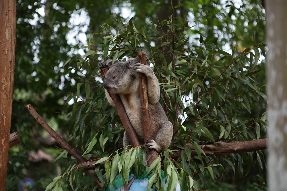 Koala In Tree