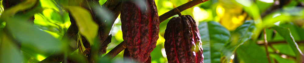 Cocoa Tree
