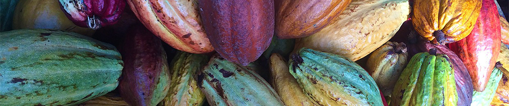 Cocoa Pods